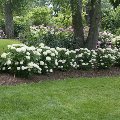 Hydrangea - Smooth - INVINCIBELLE LIMETTA