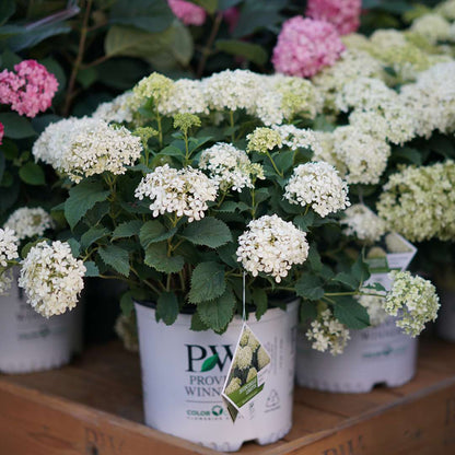 Hydrangea - Smooth - INVINCIBELLE LIMETTA
