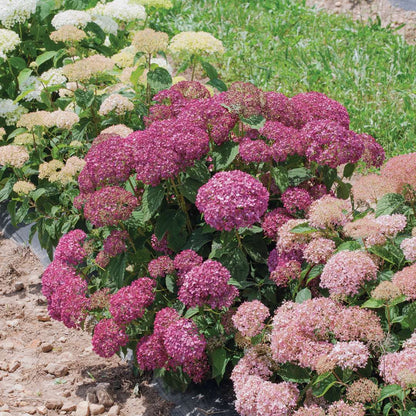 Hydrangea - Smooth - INVINCIBELLE MINI MAUVETTE