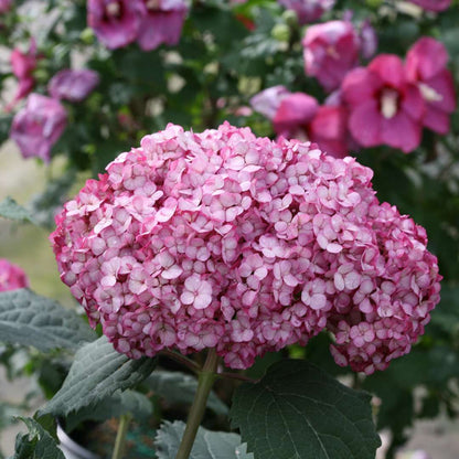 Hydrangea - Smooth - INVINCIBELLE MINI MAUVETTE