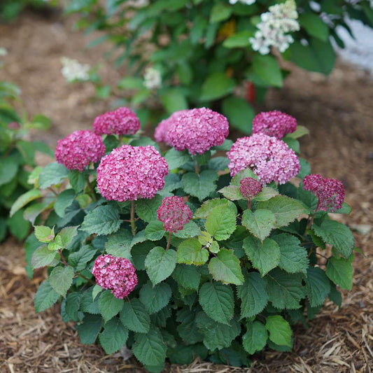 Hydrangea - Smooth - INVINCIBELLE MINI MAUVETTE