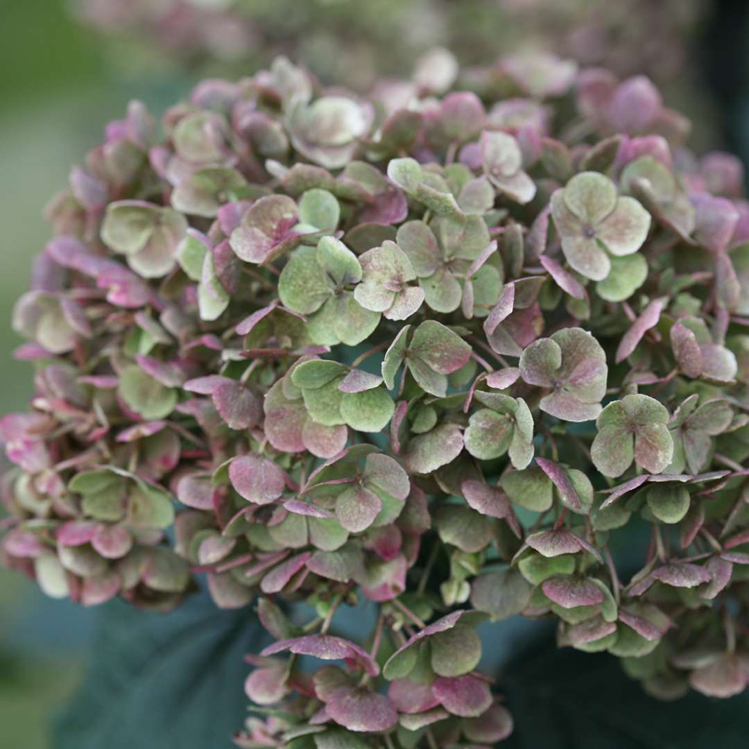 Hydrangea - Smooth - INVINCIBELLE MINI MAUVETTE