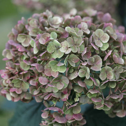 Hydrangea - Smooth - INVINCIBELLE MINI MAUVETTE