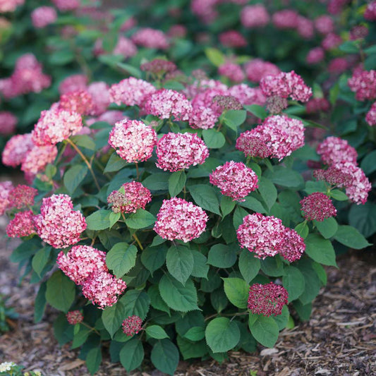 Hydrangea - Smooth - INVINCIBELLE Ruby