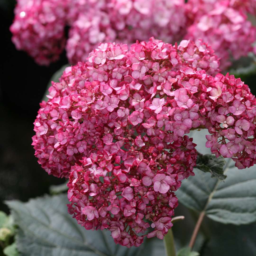 Hydrangea - Smooth - INVINCIBELLE Ruby