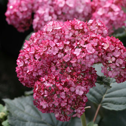 Hydrangea - Smooth - INVINCIBELLE Ruby