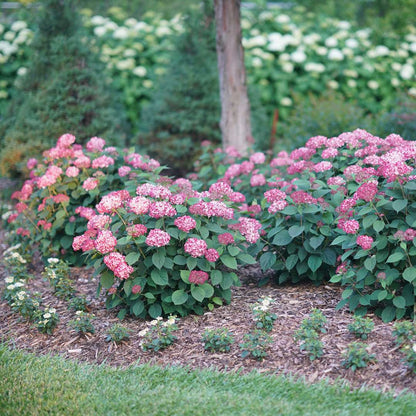 Hydrangea - Smooth - INVINCIBELLE Ruby