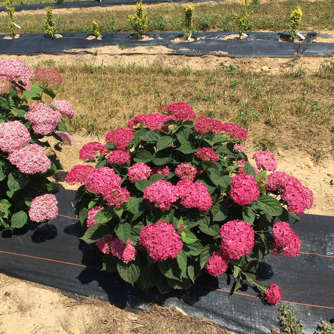 Hydrangea - Smooth - INVINCIBELLE Ruby