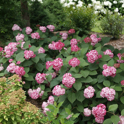 Hydrangea - Smooth - INVINCIBELLE Ruby