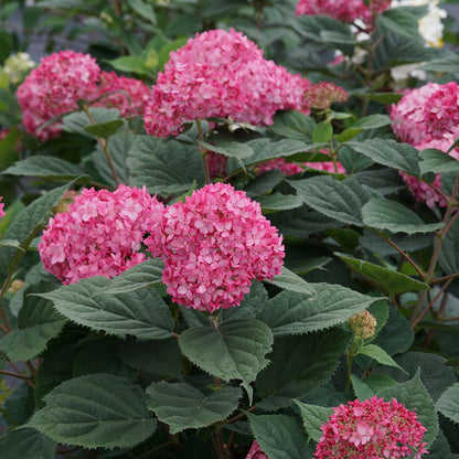 Hydrangea - Smooth - INVINCIBELLE Ruby