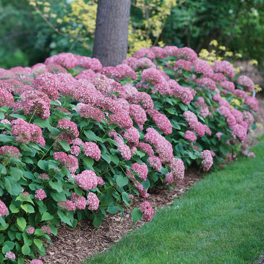 Hydrangea - Smooth - INVINCIBELLE Spirit II