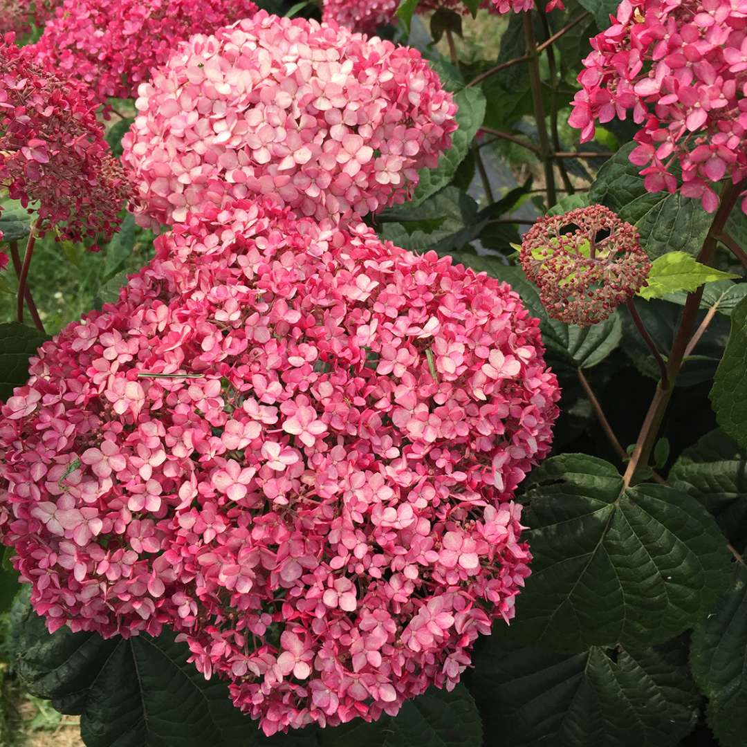 Hydrangea - Smooth - INVINCIBELLE Spirit II