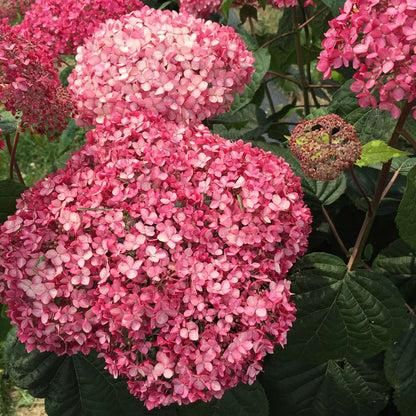 Hydrangea - Smooth - INVINCIBELLE Spirit II