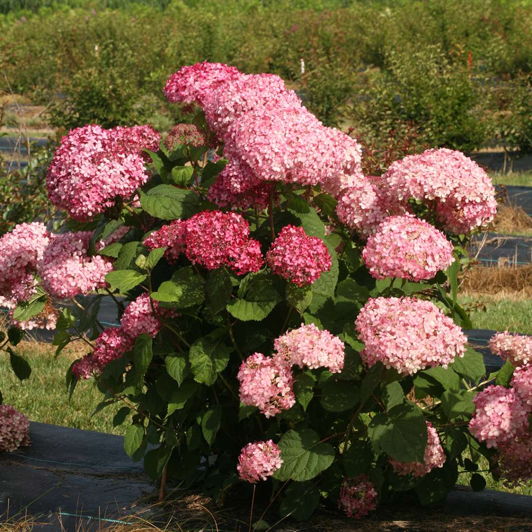 Hydrangea - Smooth - INVINCIBELLE Spirit II