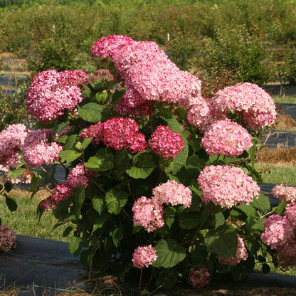 Hydrangea - Smooth - INVINCIBELLE Spirit II