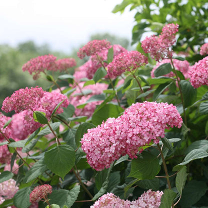 Hydrangea - Smooth - INVINCIBELLE Spirit II