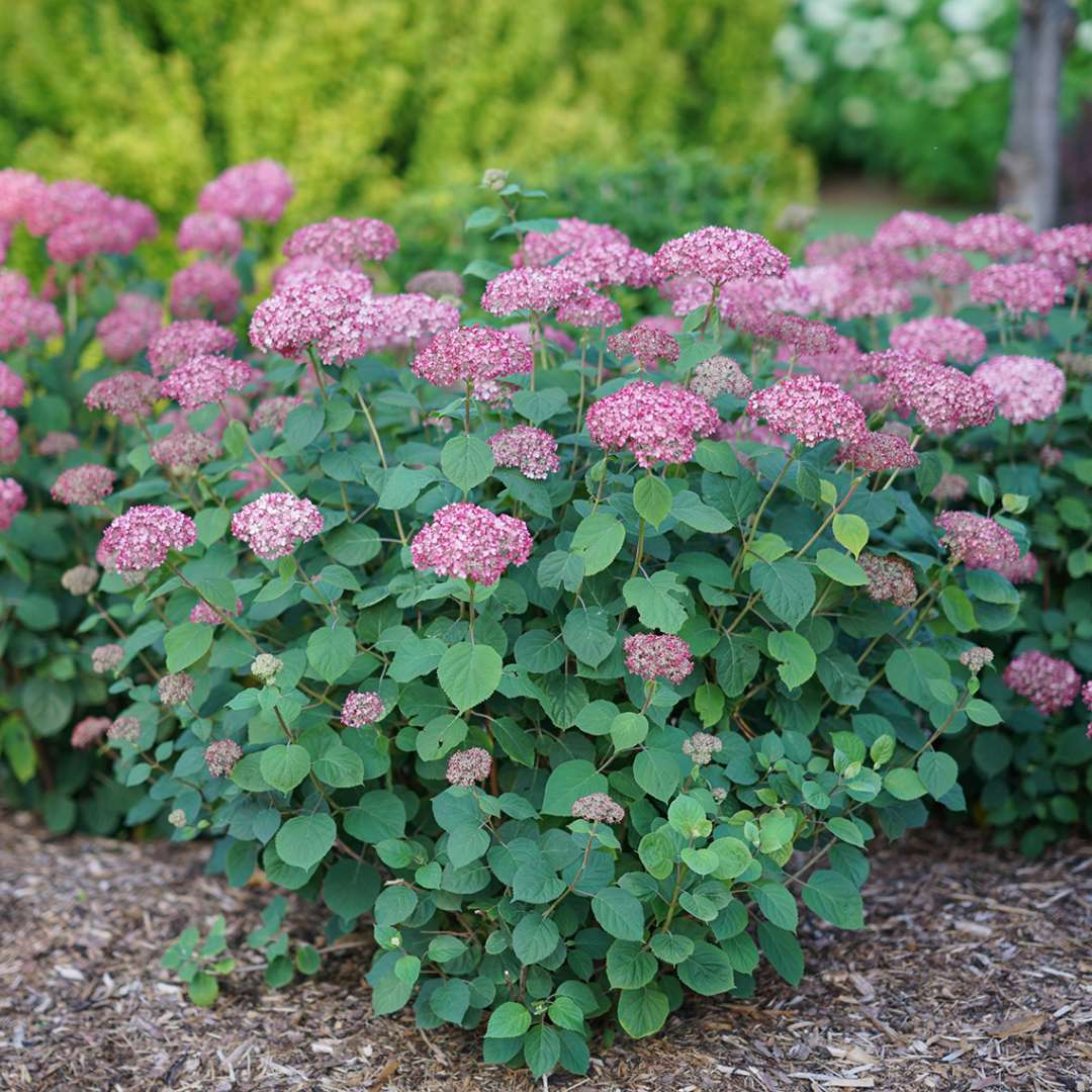 Hydrangea - Smooth - INVINCIBELLE Spirit II