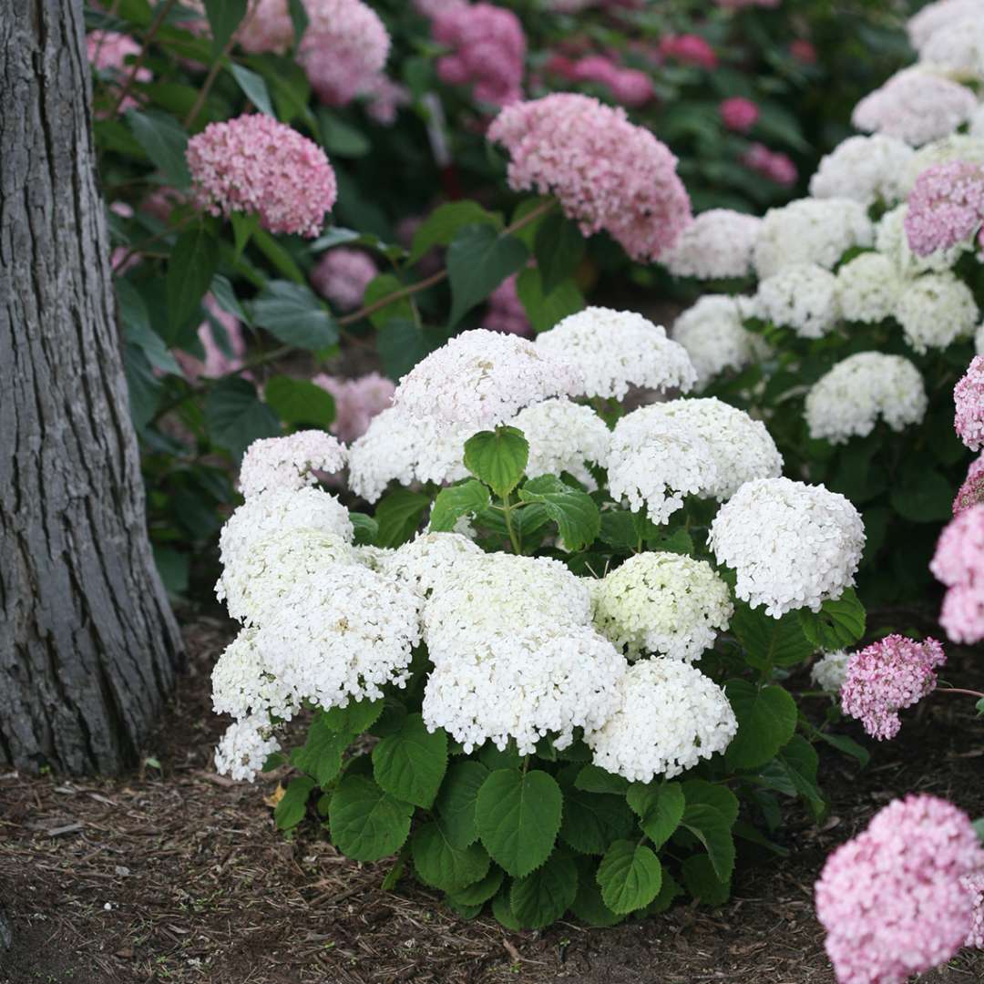 Hydrangea - Smooth - INVINCIBELLE WEE WHITE