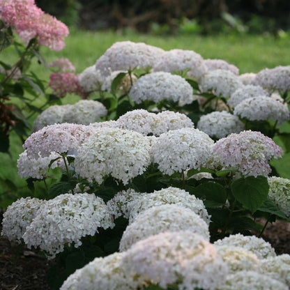 Hydrangea - Smooth - INVINCIBELLE WEE WHITE