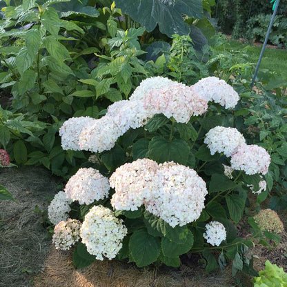 Hydrangea - Smooth - INVINCIBELLE WEE WHITE