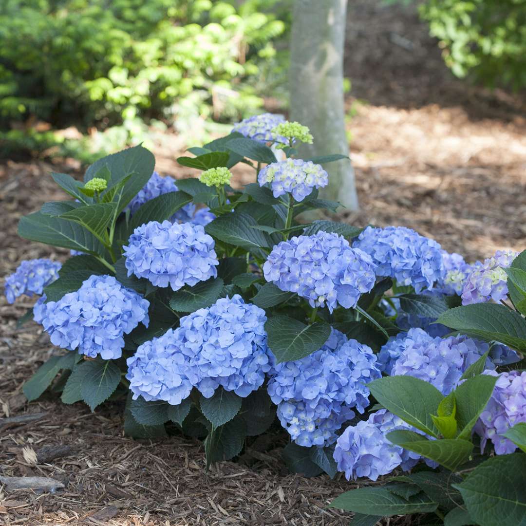 Hydrangea - Bigleaf - LET’S DANCE BLUE JANGLES