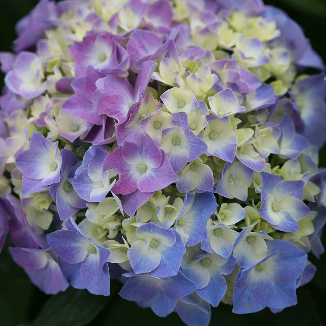 Hydrangea - Bigleaf - LET’S DANCE BLUE JANGLES