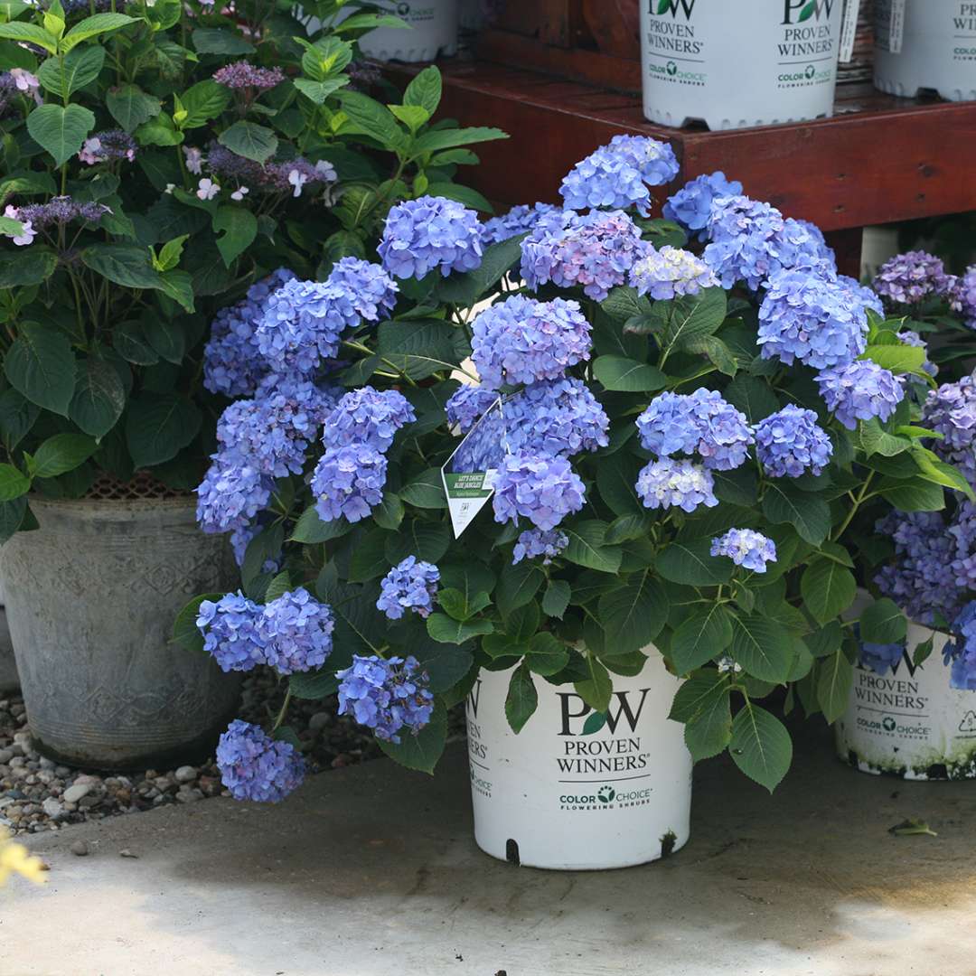 Hydrangea - Bigleaf - LET’S DANCE BLUE JANGLES