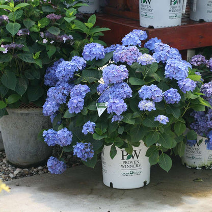 Hydrangea - Bigleaf - LET’S DANCE BLUE JANGLES