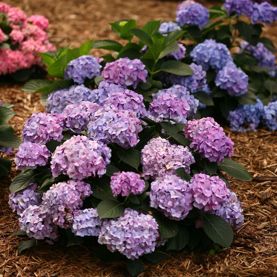 Hydrangea - Bigleaf - LET’S DANCE BLUE JANGLES