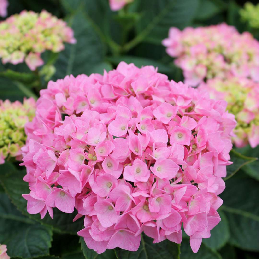 Hydrangea - Bigleaf - LET’S DANCE BLUE JANGLES