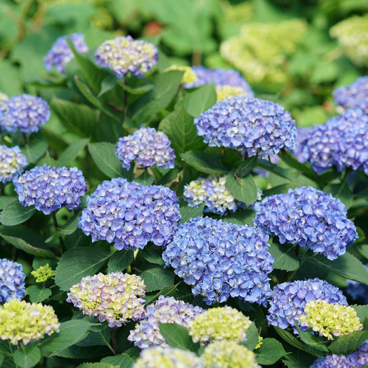 Hydrangea - Reblooming - LET’S DANCE RHYTHMIC BLUE