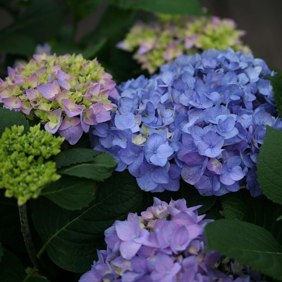 Hydrangea - Reblooming - LET’S DANCE RHYTHMIC BLUE