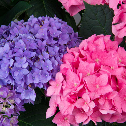Hydrangea - Reblooming - LET’S DANCE RHYTHMIC BLUE