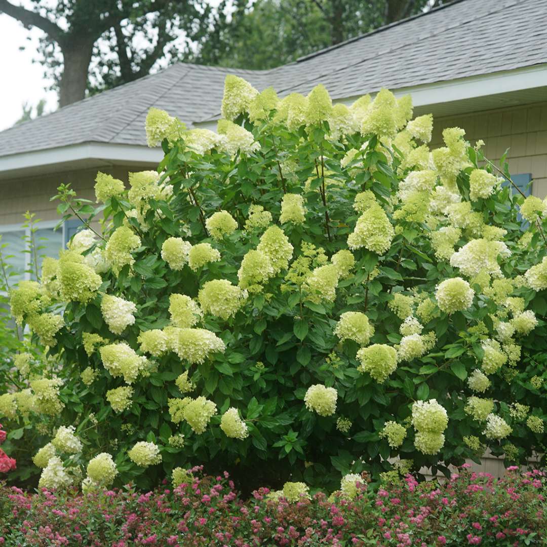 Hydrangea - Panicle - ‘Limelight’