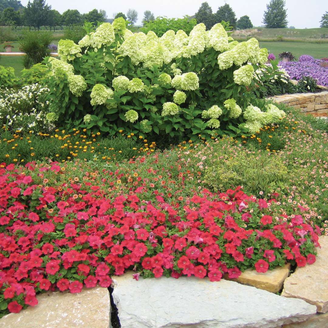 Hydrangea - Panicle - ‘Limelight’