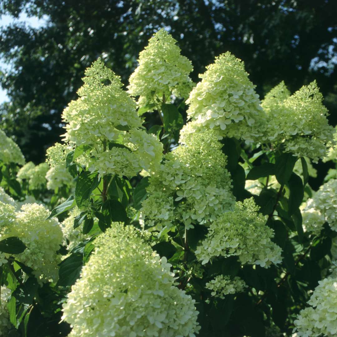 Hydrangea - Panicle - ‘Limelight’