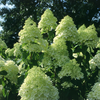 Hydrangea - Panicle - ‘Limelight’