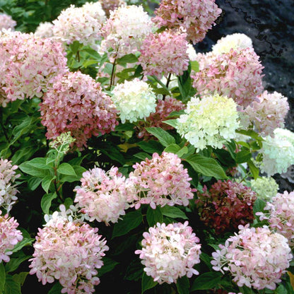 Hydrangea - Panicle - ‘Limelight’