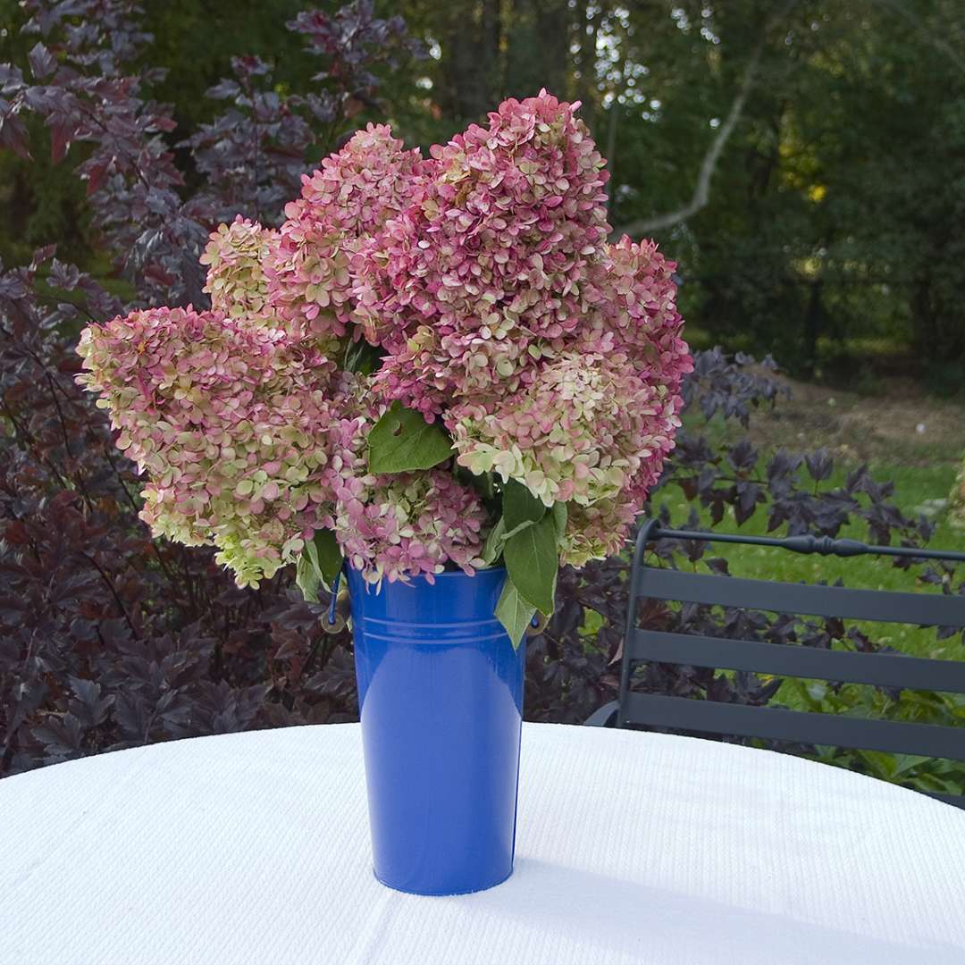 Hydrangea - Panicle - ‘Limelight’