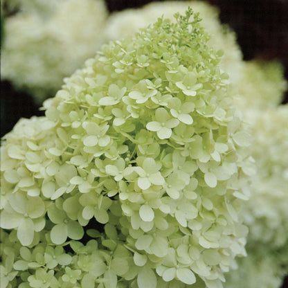 Hydrangea - Panicle - ‘Limelight’