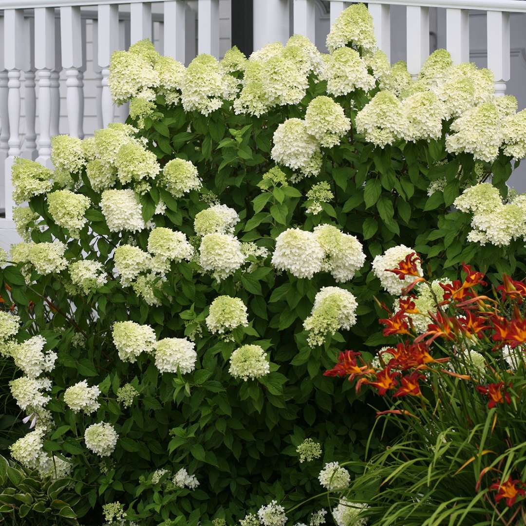 Hydrangea - Panicle - ‘Limelight’