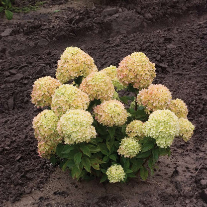 Hydrangea - Panicle - LITTLE LIME