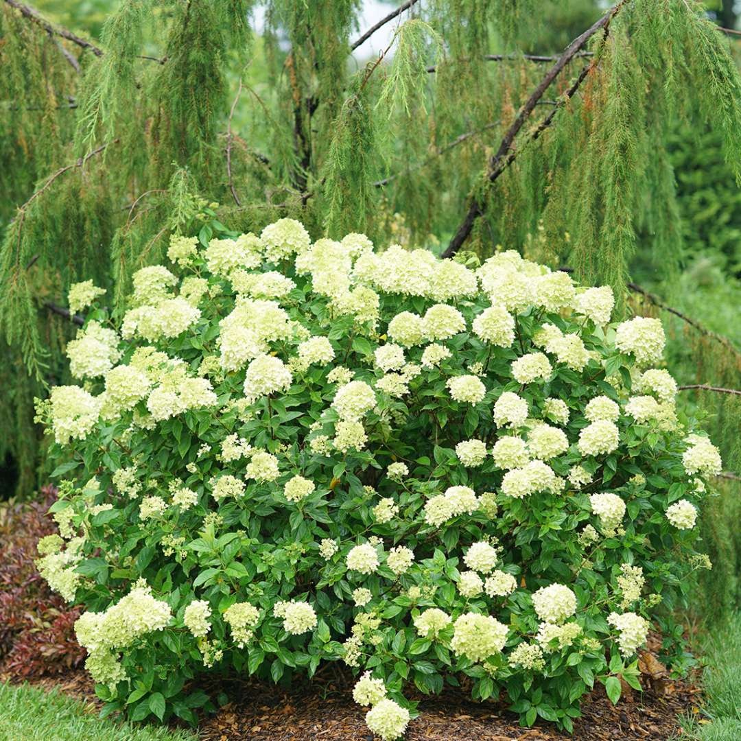 Hydrangea - Panicle - LITTLE LIME