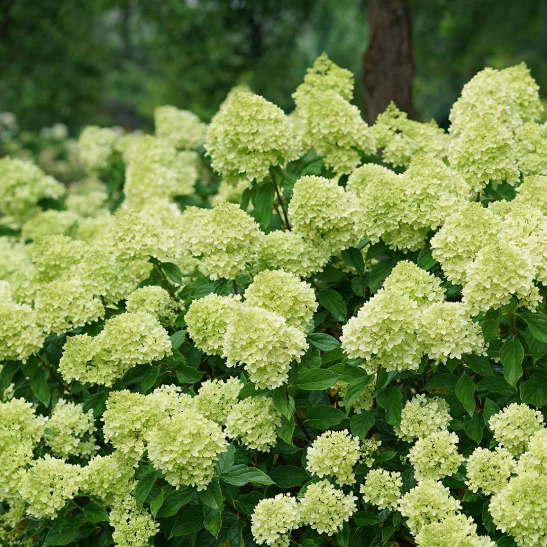 Hydrangea - Panicle - LITTLE LIME