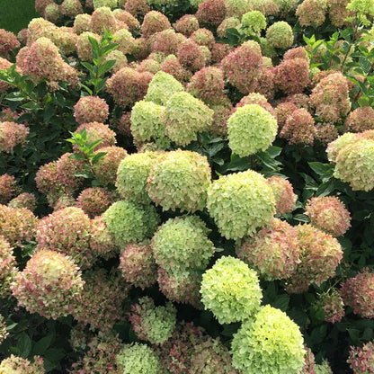 Hydrangea - Panicle - LITTLE LIME