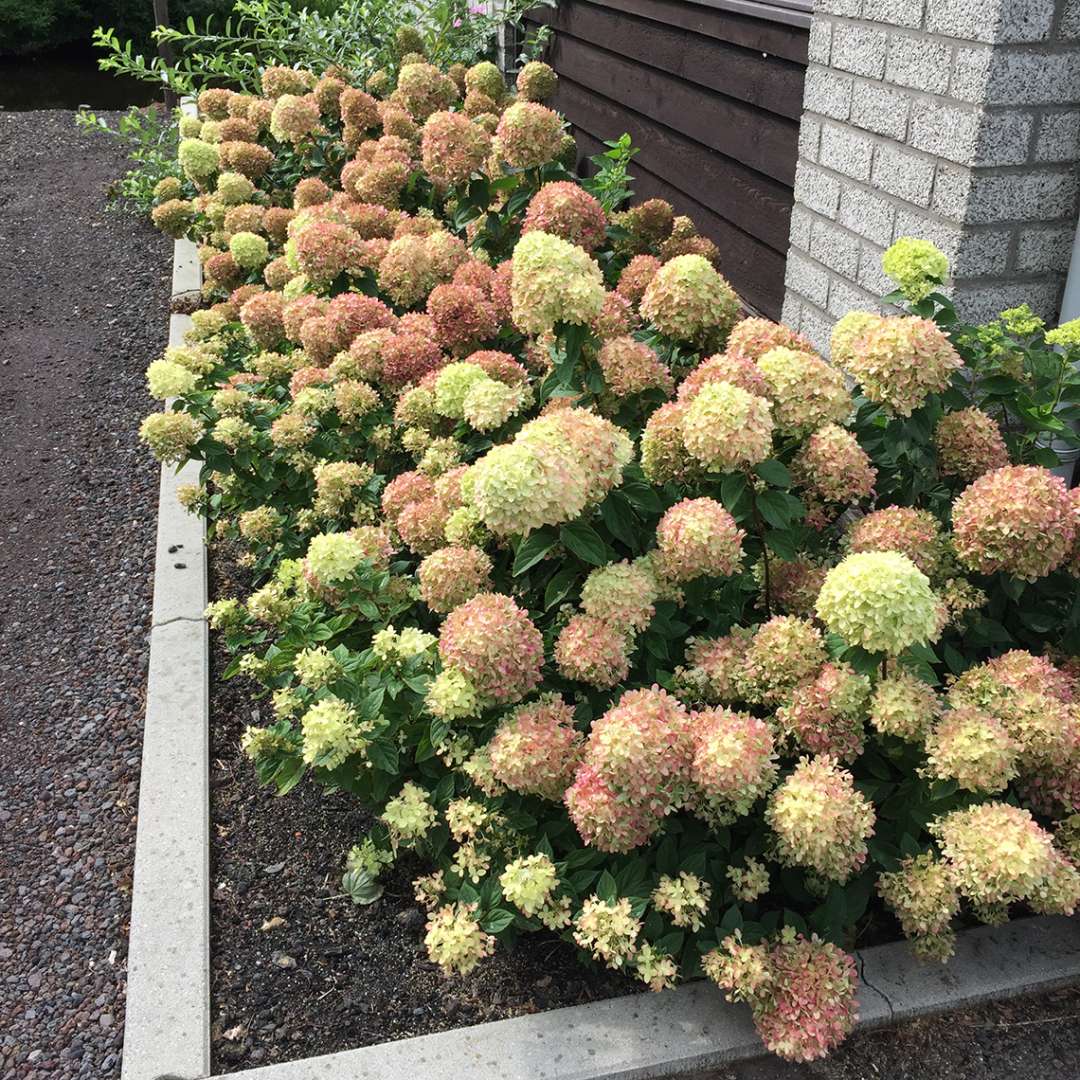 Hydrangea - Panicle - LITTLE LIME