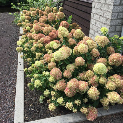 Hydrangea - Panicle - LITTLE LIME