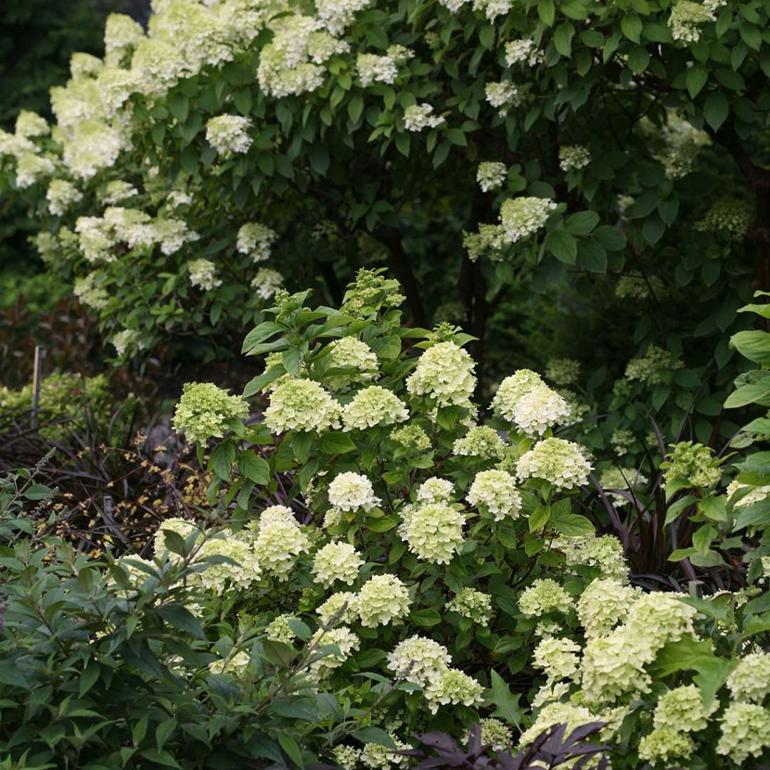 Hydrangea - Panicle - LITTLE LIME