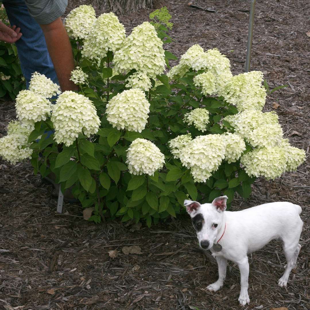 Hydrangea - Panicle - LITTLE LIME