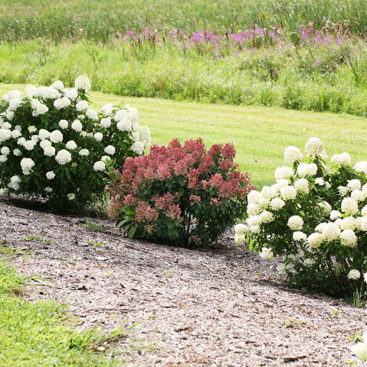 Hydrangea - Panicle - Little QUICK FIRE